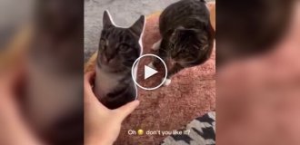 Реакция котов на их плюшевые копии