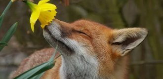 15 adorable animals enjoying the scent of flowers (15 photos)
