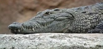 A crocodile dragged an Australian away in front of his family (4 photos + 1 video)