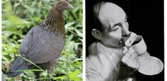 10 Amazing Facts That Will Change Your Perceptions of History (11 photos)