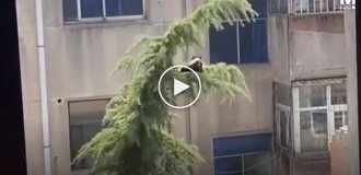 A family rescued a stuck cat with the help of an unusual device