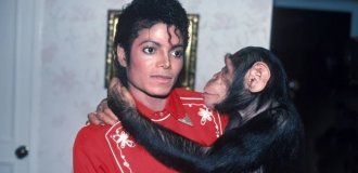 How is Michael Jackson's chimpanzee doing now (6 photos)