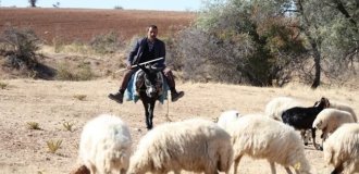 Turkish shepherds refuse to work without paid internet to watch TikTok (3 photos)