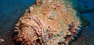 Stone Fish: The Most Poisonous Fish in the World Is Found in Popular Resorts (9 photos)