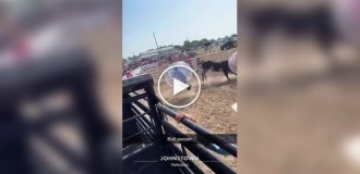 Футбол с быком