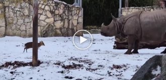 Маленький олень решил бросить вызов огромному носорогу