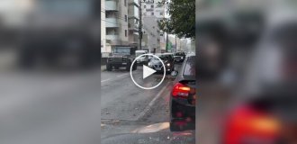 Сімейство капібар переходить дорогу