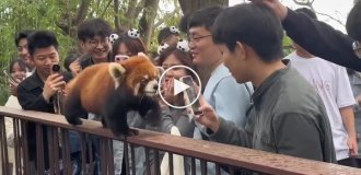 Red panda on the red carpet