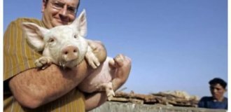 Почему свинья стала запретной пищей у евреев и мусульман? (6 фото)
