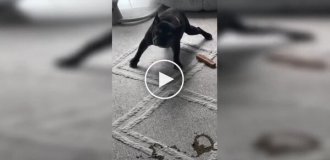 К чему приводит несвоевременная прогулка с собакой