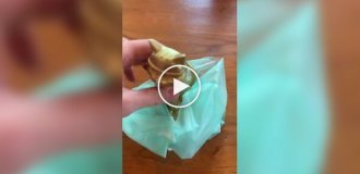 Пакеты из маниоки: биоразлагаемая альтернатива пластику