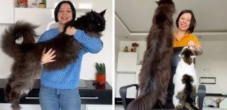 A giant cat became a star of social networks (16 photos)