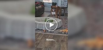 A dog entertains himself with a squeaky toy