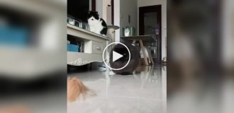 Привет от Дона Котлеоне