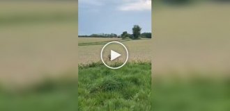 На востоке Франции заметили пьяных оленей