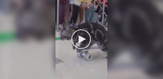 У Китаї кіт-скейтбордист потрапив до Книги рекордів Гіннеса
