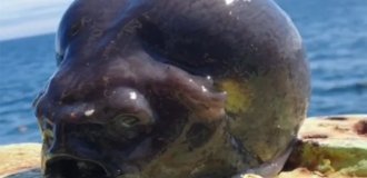 Аптоцикл: рыба-недоразумение (6 фото)