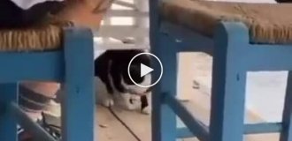 Мужчина пнул кота в море и получил штраф