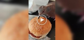 Пернатий любитель кунжуту