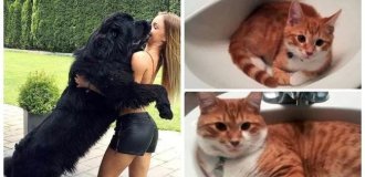 17 visual examples of how quickly pets grow (18 photos)