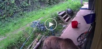 В Британии два медведя сбежали из зоопарка и съели весь мед в ближайшем магазине