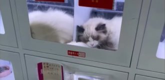 В Китае поставили торговые автоматы с котами (7 фото + 1 видео)