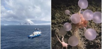 30 new species of living creatures discovered under the ice crust of Antarctica (6 photos + 1 video)