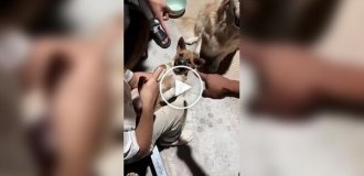 Домашние собаки и лекарства