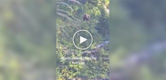 Bear chased tourists in the mountains for half an hour