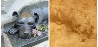 Military dog ​​mascot and its history (8 photos)