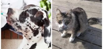 Реальные истории, подтверждающие высокий интеллект и развитую интуицию домашних питомцев (10 фото)