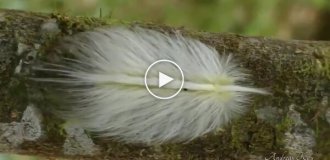 Гусеница-обманка из Эквадора