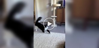 Суетолог в естественной среде обитания