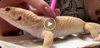 Girl shows how she helps her pet cope with shedding