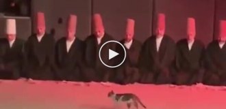 Кот на религиозной церемонии