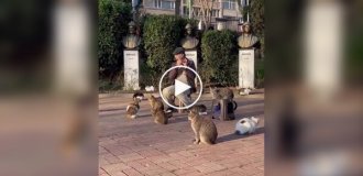 В Стамбуле прошел концерт для кошек