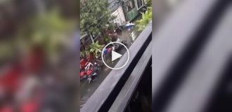 Пітони захопили вулиці Балі з приходом сезону дощів