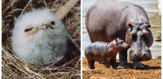 18 трогательных моментов из жизни семейств диких зверей и домашних животных (19 фото)