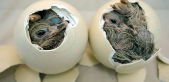 Детальний опис розвитку всередині яйця: найцікавіший процес, який мало хто знає (14 фото)