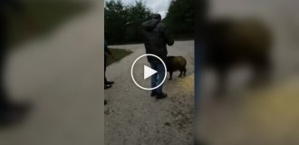 Дружелюбный и ласковый зверь