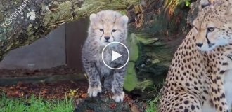 Как мяукают гепарды