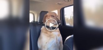 Подборка сонных собак