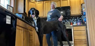 A real giant, but afraid of everything: what the tallest dog in the world looks like (3 photos)