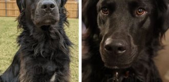 The guy showed how in two and a half years his black dog turned completely white (8 photos)