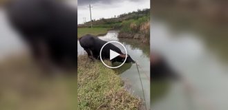 This buffalo dives like even some people can't...