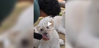 Lioness Luna became famous for her incredibly long eyelashes
