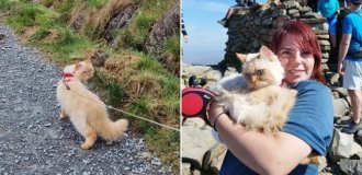 A traveling cat has conquered the main peaks of Great Britain (5 photos)