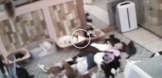 Кошки облепили владельца котокафе, лежащего на полу