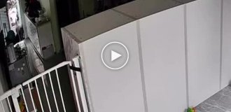 Обезьяна украла еду из дома женщины, а затем ударила ее