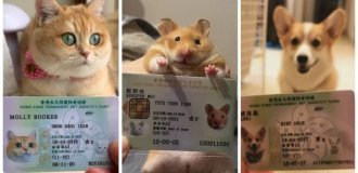 Hong Kong issues ID cards to pets (11 photos)